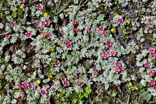 Image of Potentilla purpurea (Royle) Hook. fil.