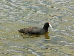 Imagem de Fulica cristata Gmelin & JF 1789