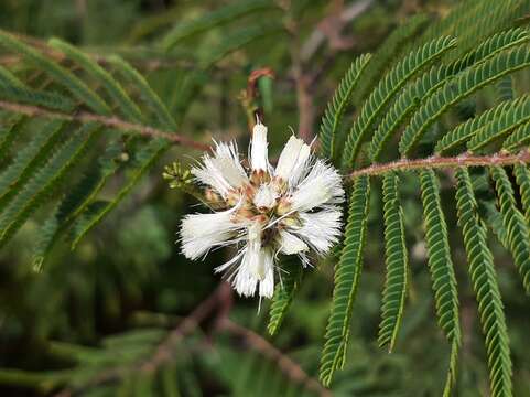 Imagem de Painteria leptophylla (DC.) Britton & Rose