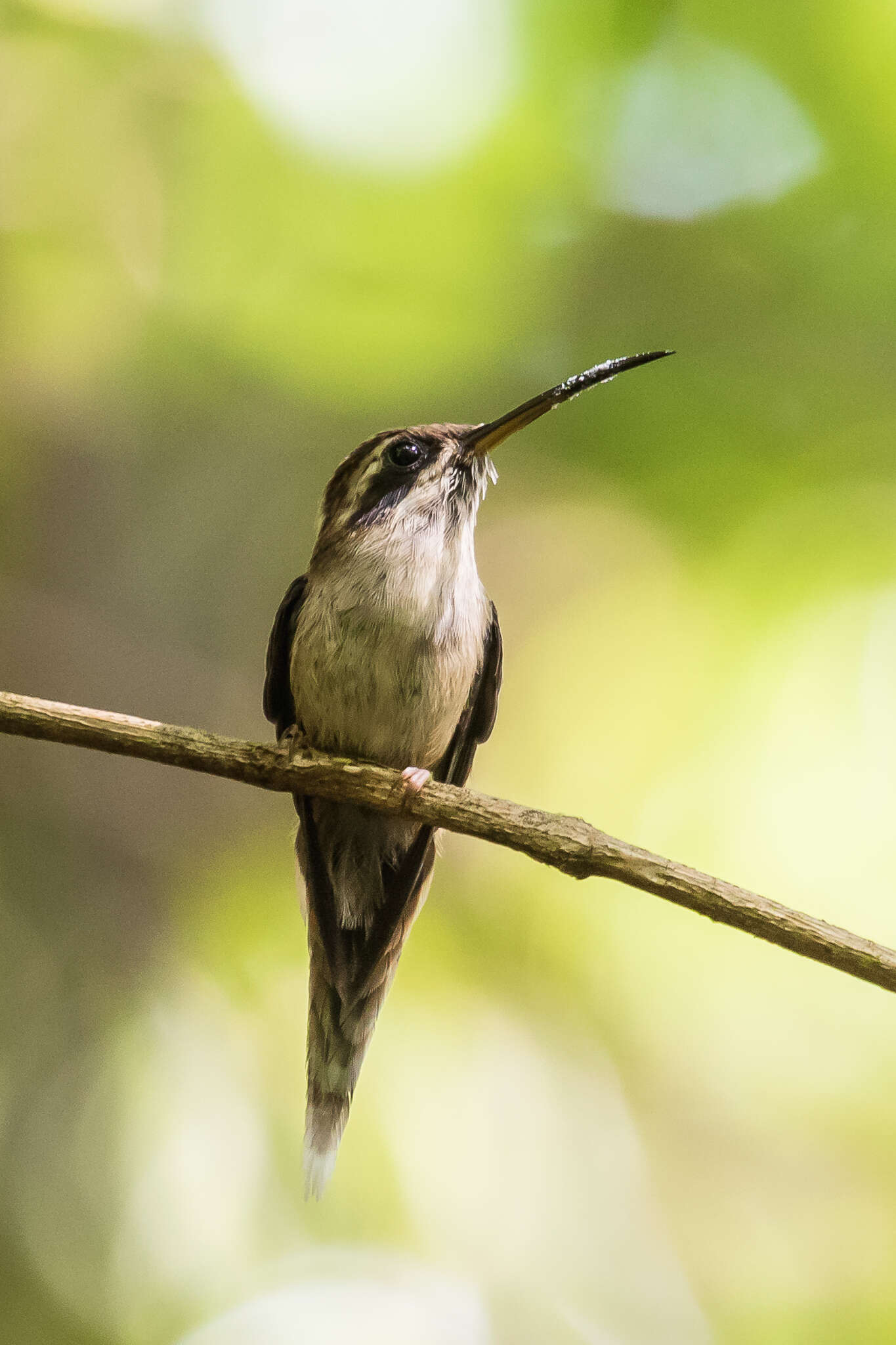 Image of Stripe-throated Hermit