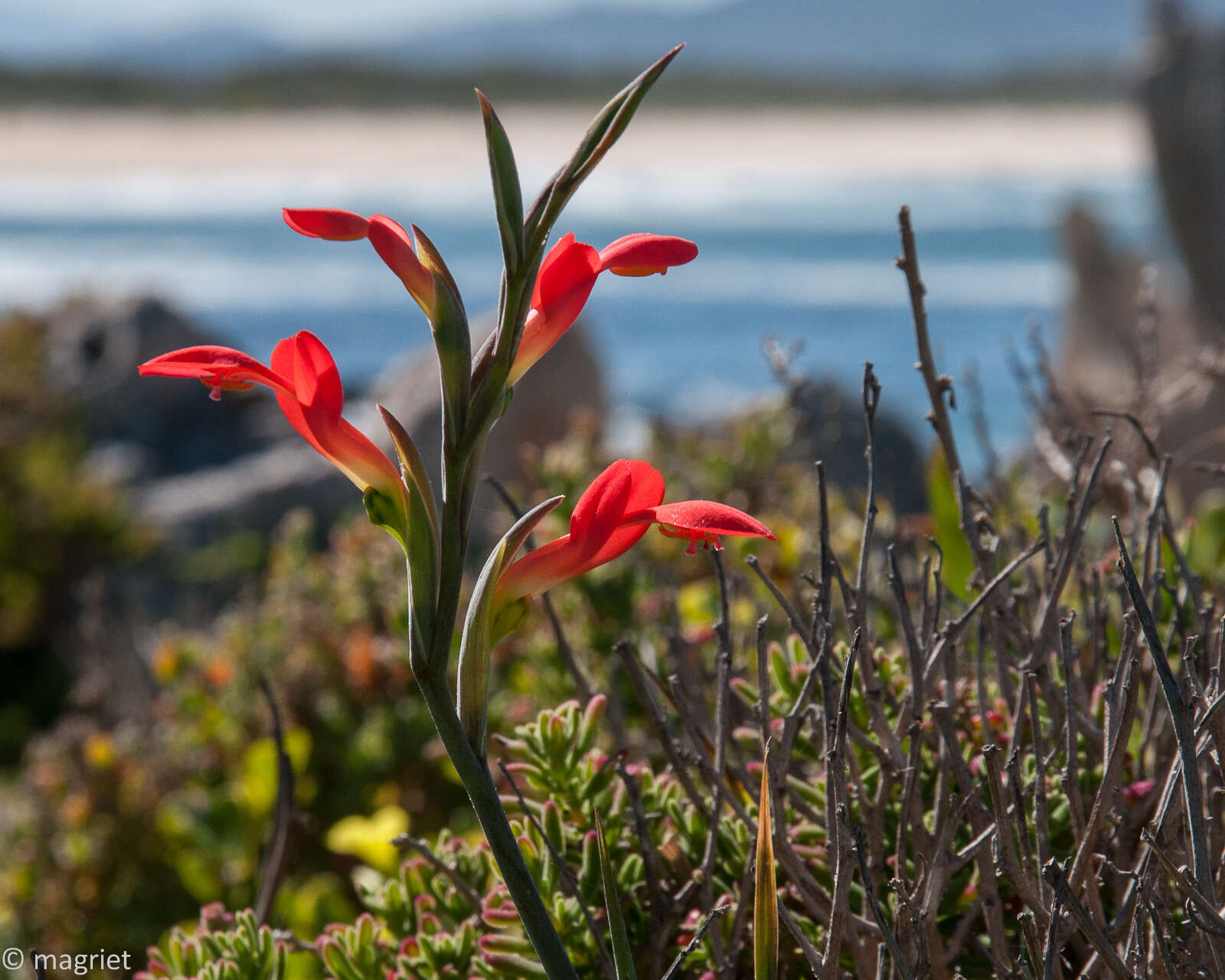 Plancia ëd Gladiolus cunonius (L.) Gaertn.