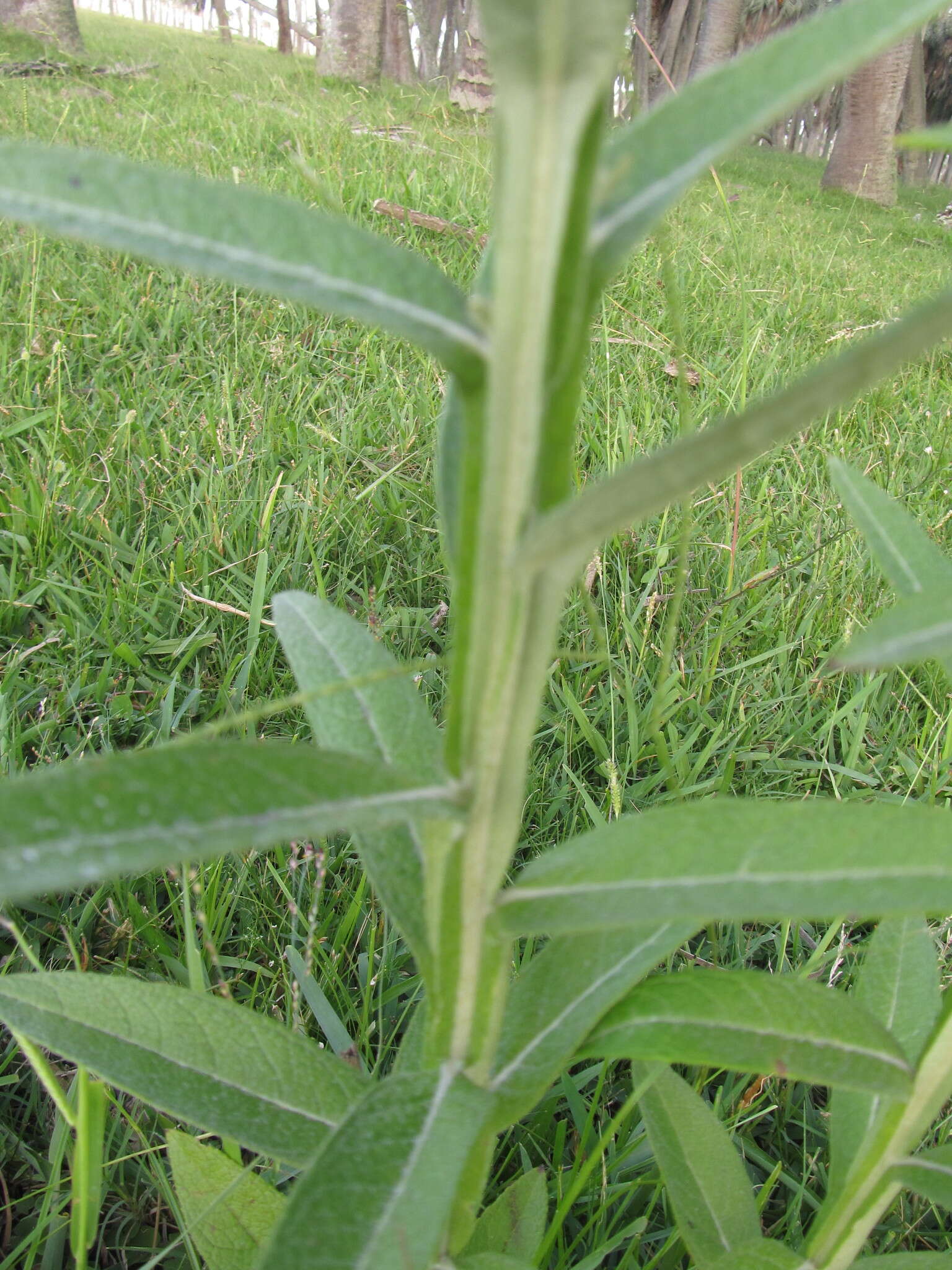 Image de Pterocaulon balansae Chod.