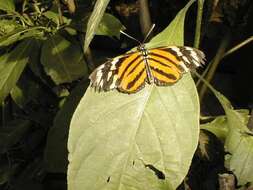 Image of Isabella’s Longwing