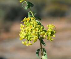 Image of Pimelea spiculigera F. Müll. ex Benth.