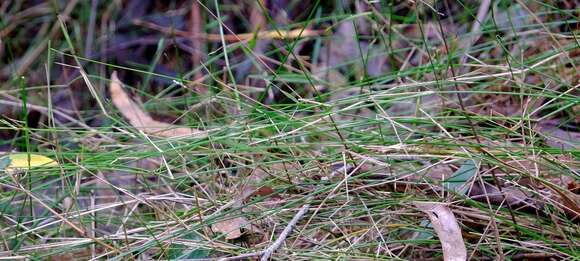 Image de Ehrharta juncea (R. Br.) Spreng.