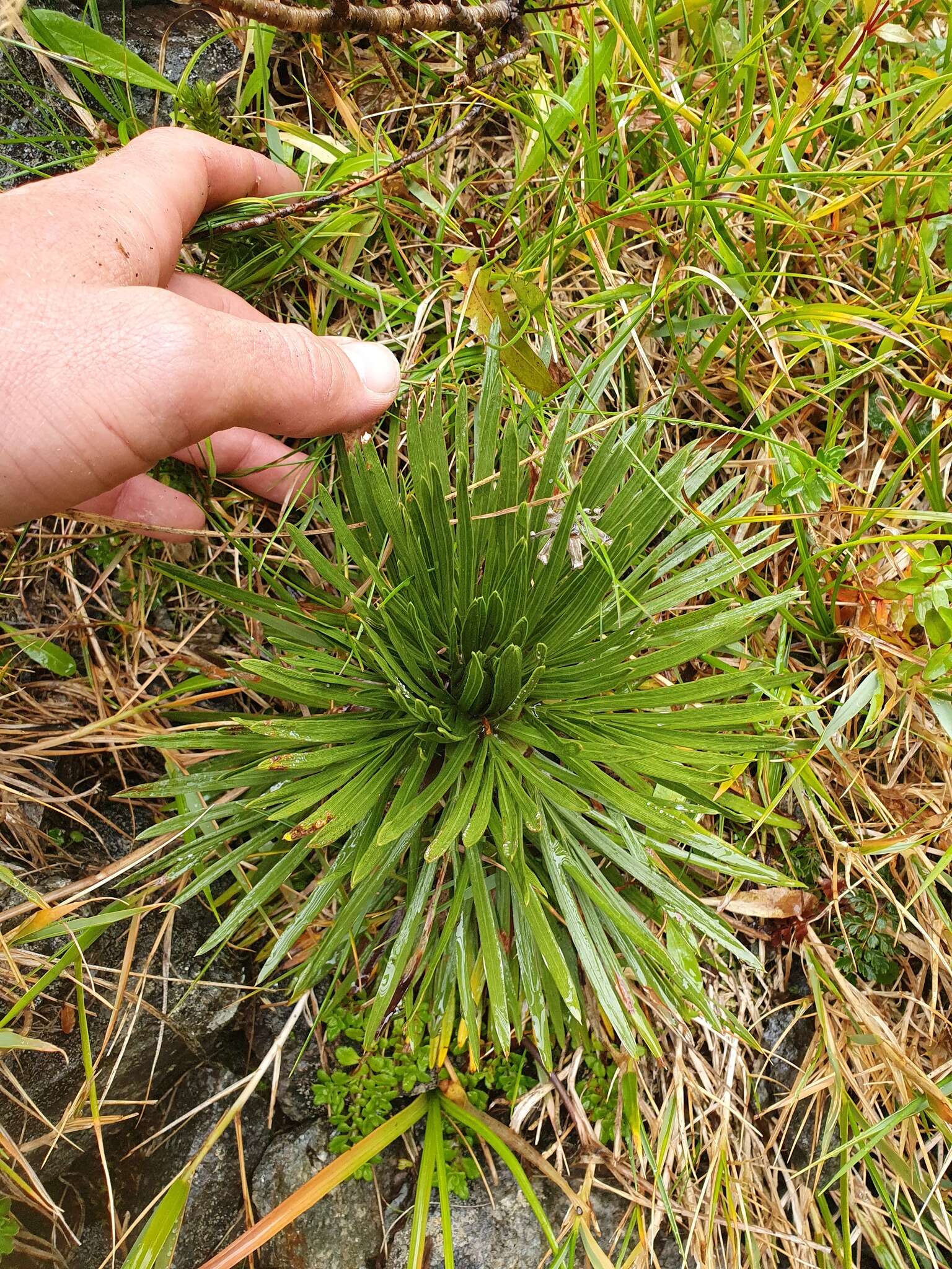 Image of Aciphylla congesta Cheeseman