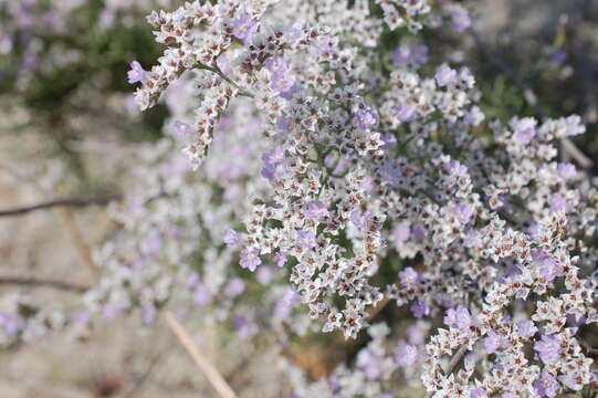 Image of Limonium dichotomum (Cav.) O. Kuntze