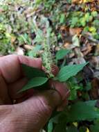 Image de Acalypha phleoides Cav.