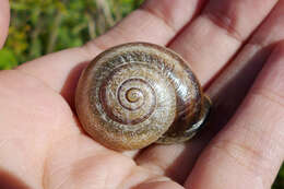 Image of Milk snail