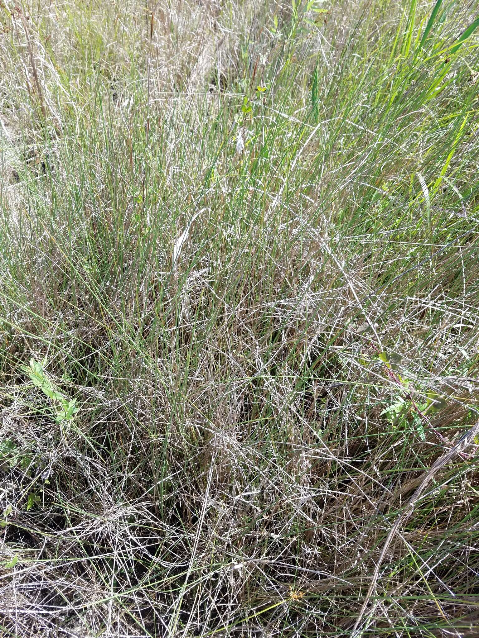 Image of Gulf Dune Crown Grass