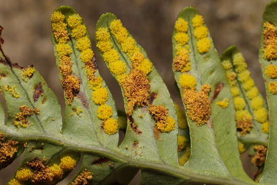 Image of Psychoides filicivora (Meyrick 1937)