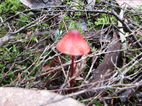 Image de Mycena toyerlaricola Grgur. 2003