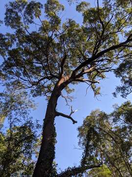 Image of Australian tallowwood