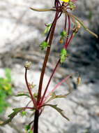 Imagem de Hemimeris sabulosa L. fil.