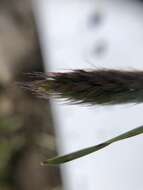 Image of Alaska Wild Rye