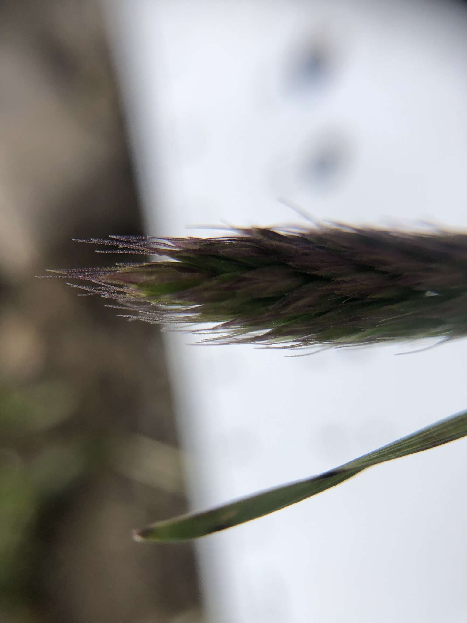 Image of Alaska Wild Rye