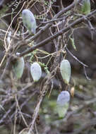 Image of Marsdenia edulis S. Wats.