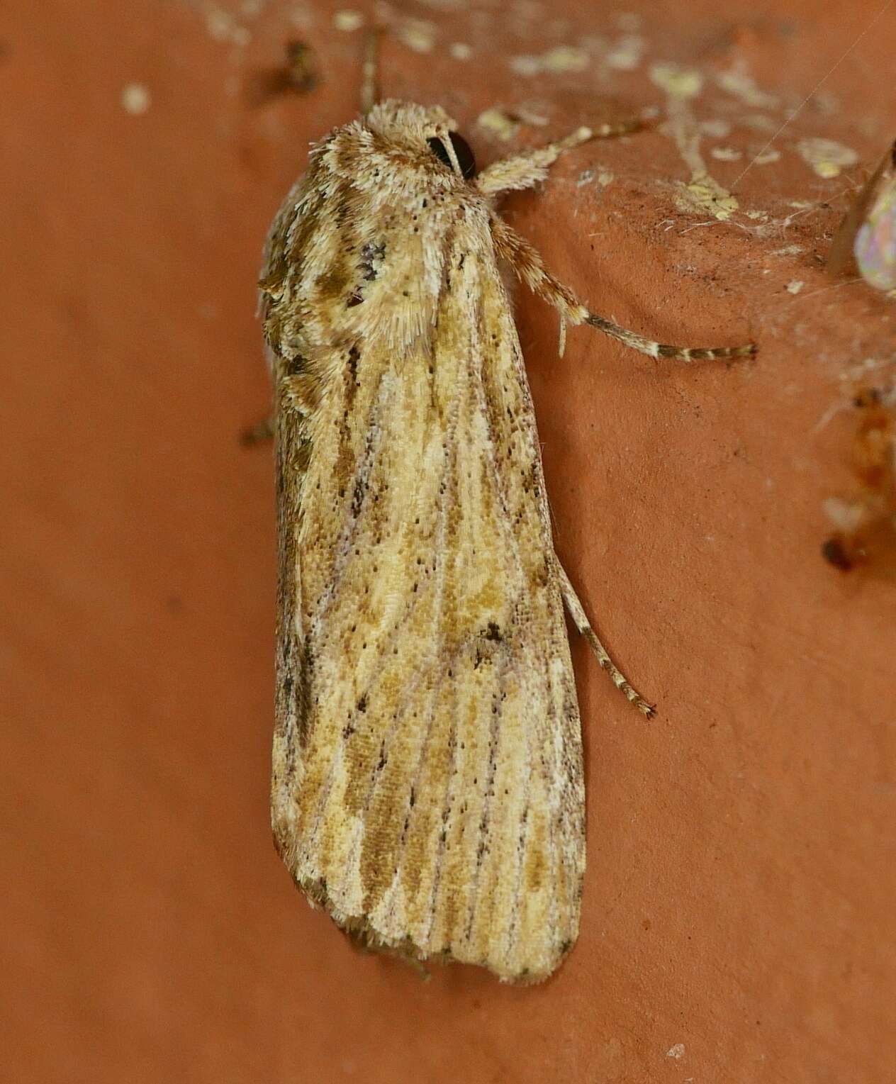 Image of Southern Armyworm Moth