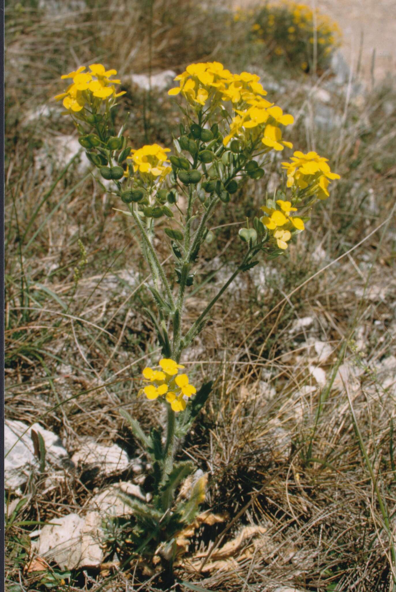 Слика од Biscutella cichoriifolia Loisel.