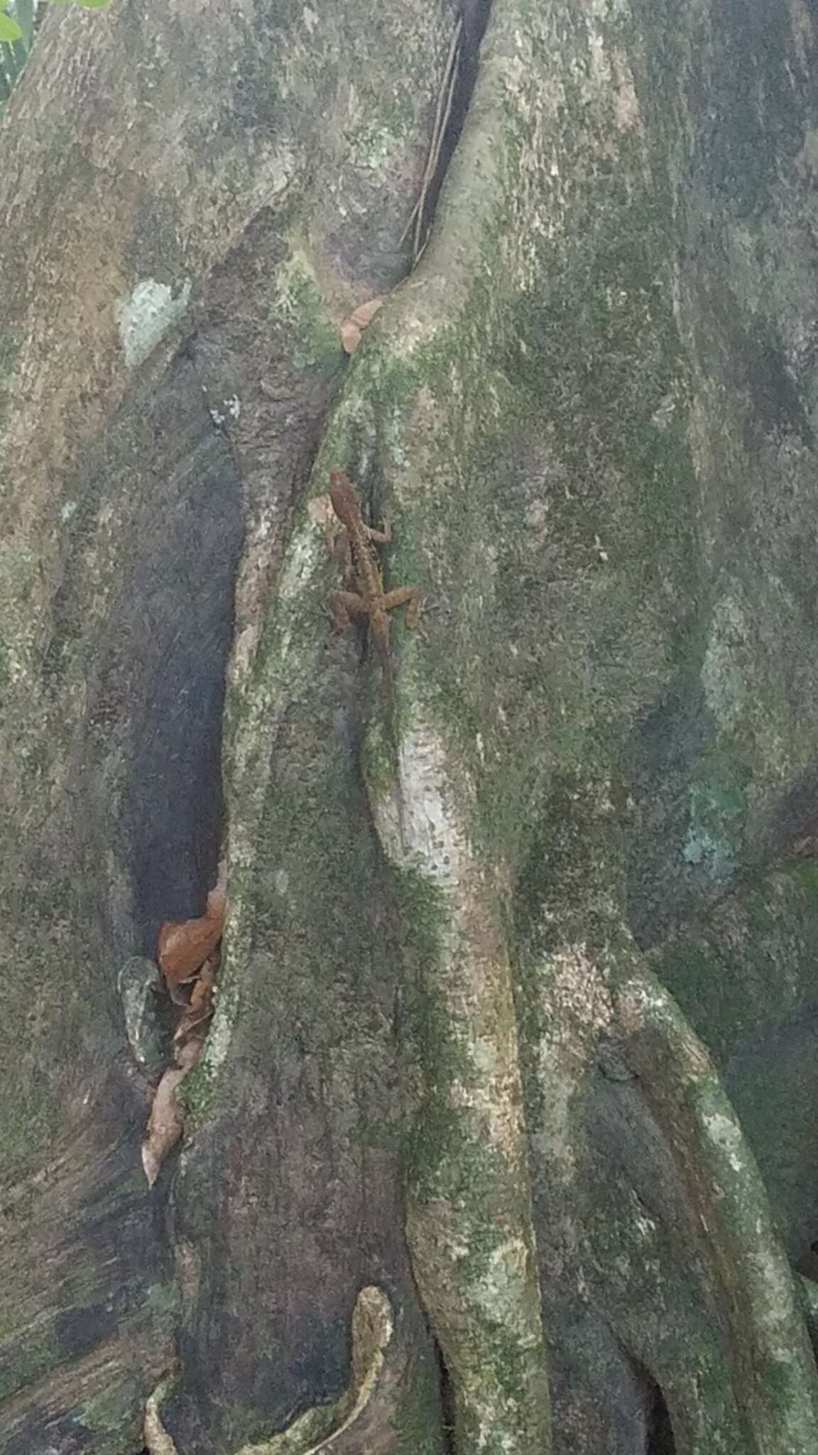 Слика од Anolis oculatus (Cope 1879)