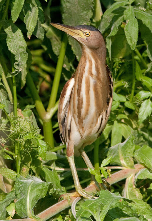 Image of Common Little Bittern