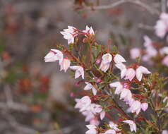 Image of Boronia floribunda Sieber ex Spreng.