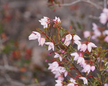 Image of Boronia floribunda Sieber ex Spreng.