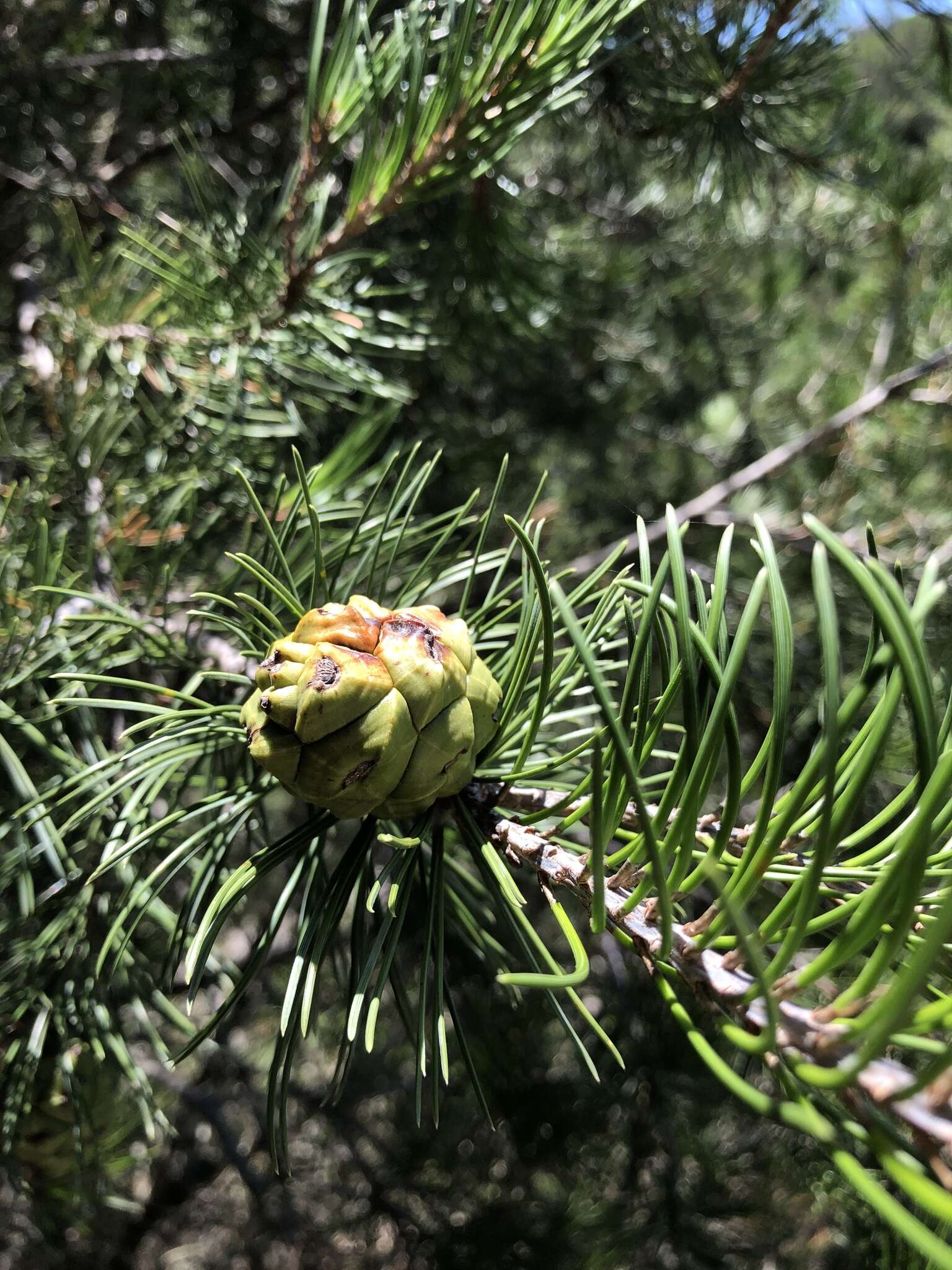 صورة Pinus remota (Little) D. K. Bailey & Hawksw.