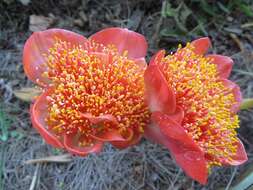 Imagem de Haemanthus coccineus L.