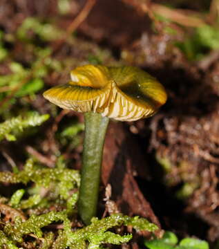 Image of Entoloma viridomarginatum (Cleland) E. Horak 1980