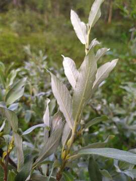 Image of Salix lapponum L.