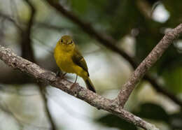 Image of Citrine Canary-Flycatcher