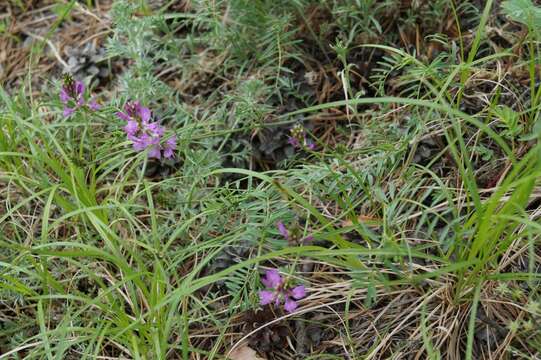 Image of Astragalus versicolor Pall.