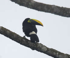 Image of Choco Toucan