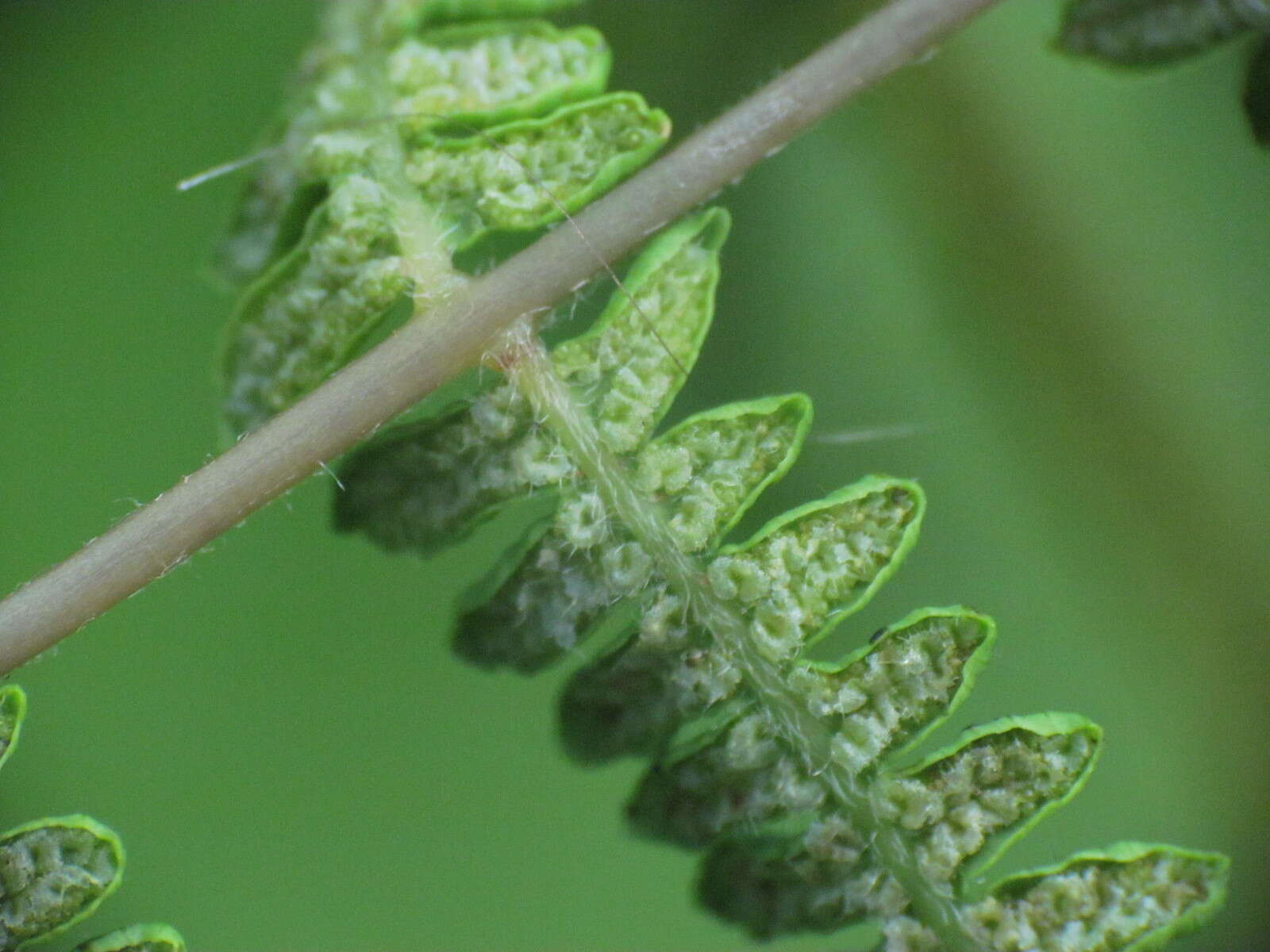 Image of Marsh Fern