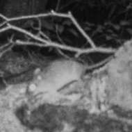 Image of Large Japanese field mouse