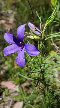 Image de Cheiranthera linearis A. Cunn.