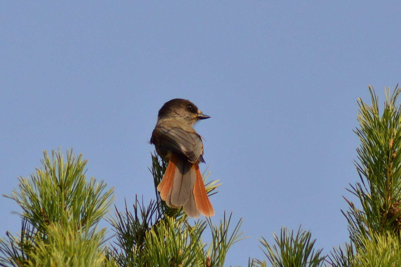 Image of Siberian Jay