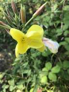 Image of Oenothera fallax Renner