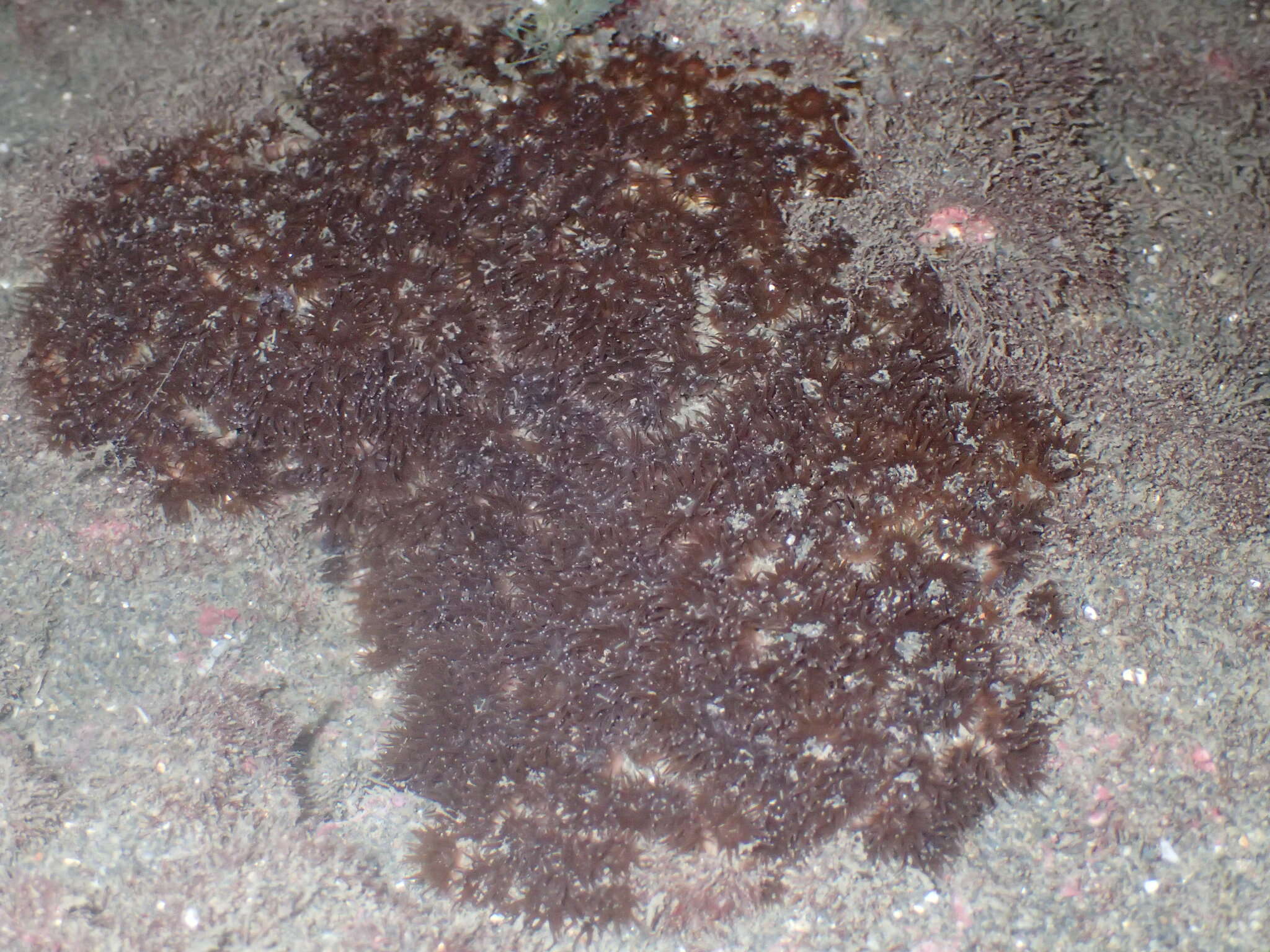 Image de Polycyathus chaishanensis Lin, Kitahara, Tachikawa, Keshavmurthy & Chen 2012