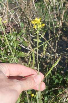 Plancia ëd Brassica rapa L.