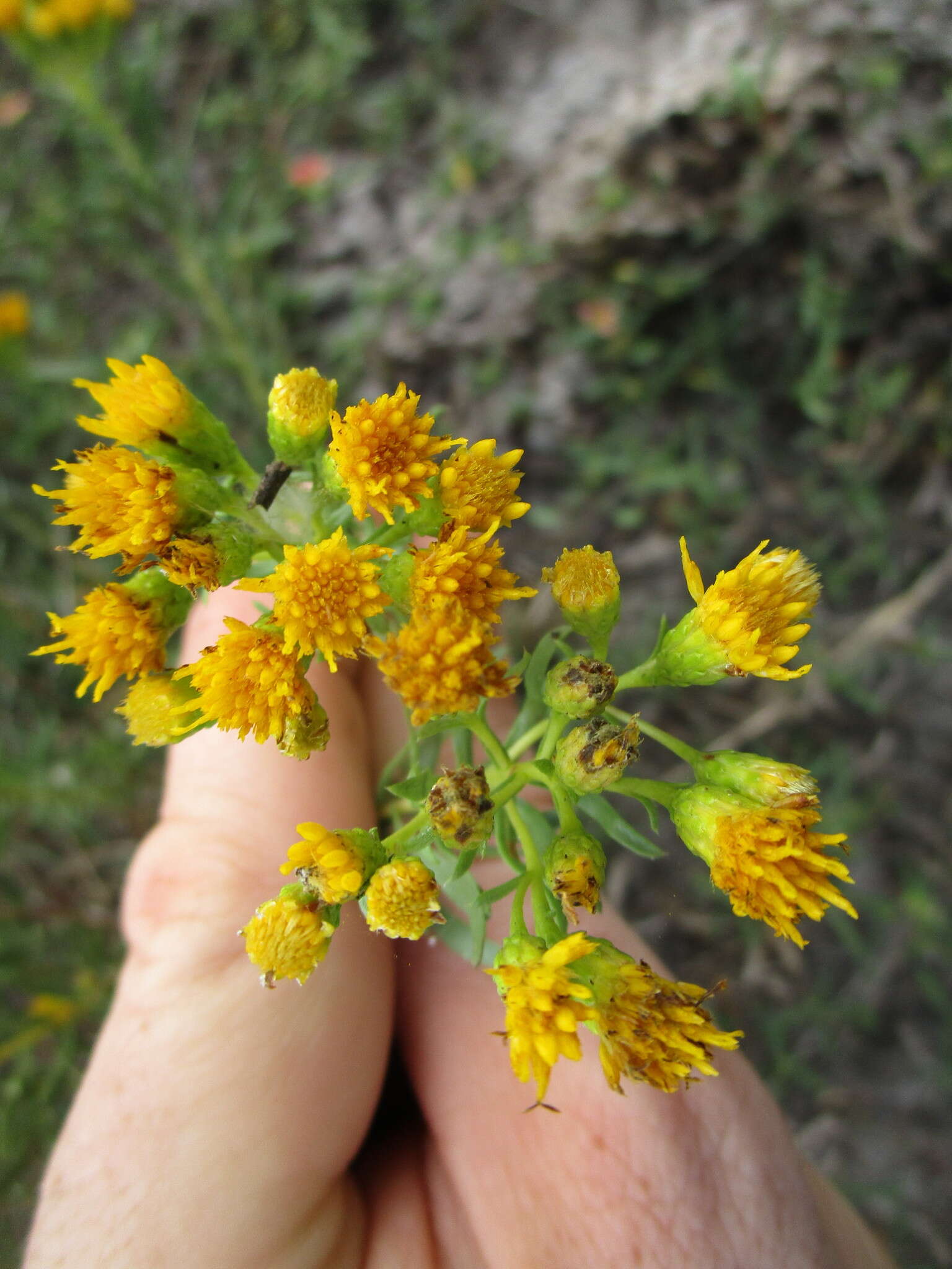 Image of Drummond's goldenbush