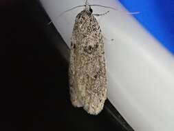 Image of Dull Flatbody Moth