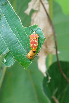 Image of Cantao ocellatus (Thunberg 1784)