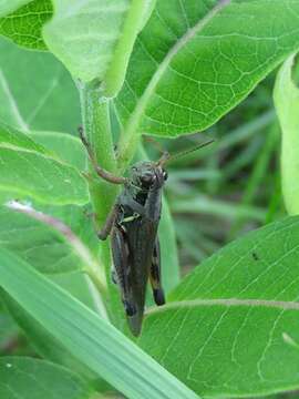 Слика од Melanoplus sanguinipes (Fabricius 1798)