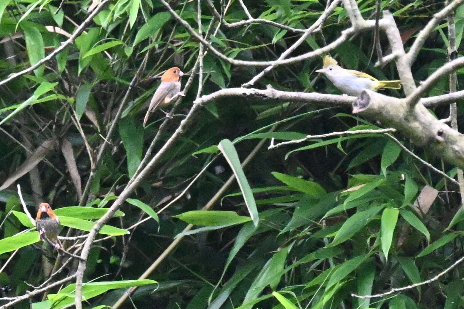 Image of Short-tailed Parrotbill