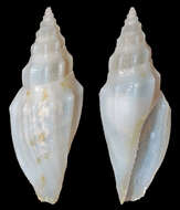 Imagem de Eucithara fusiformis (Reeve 1846)