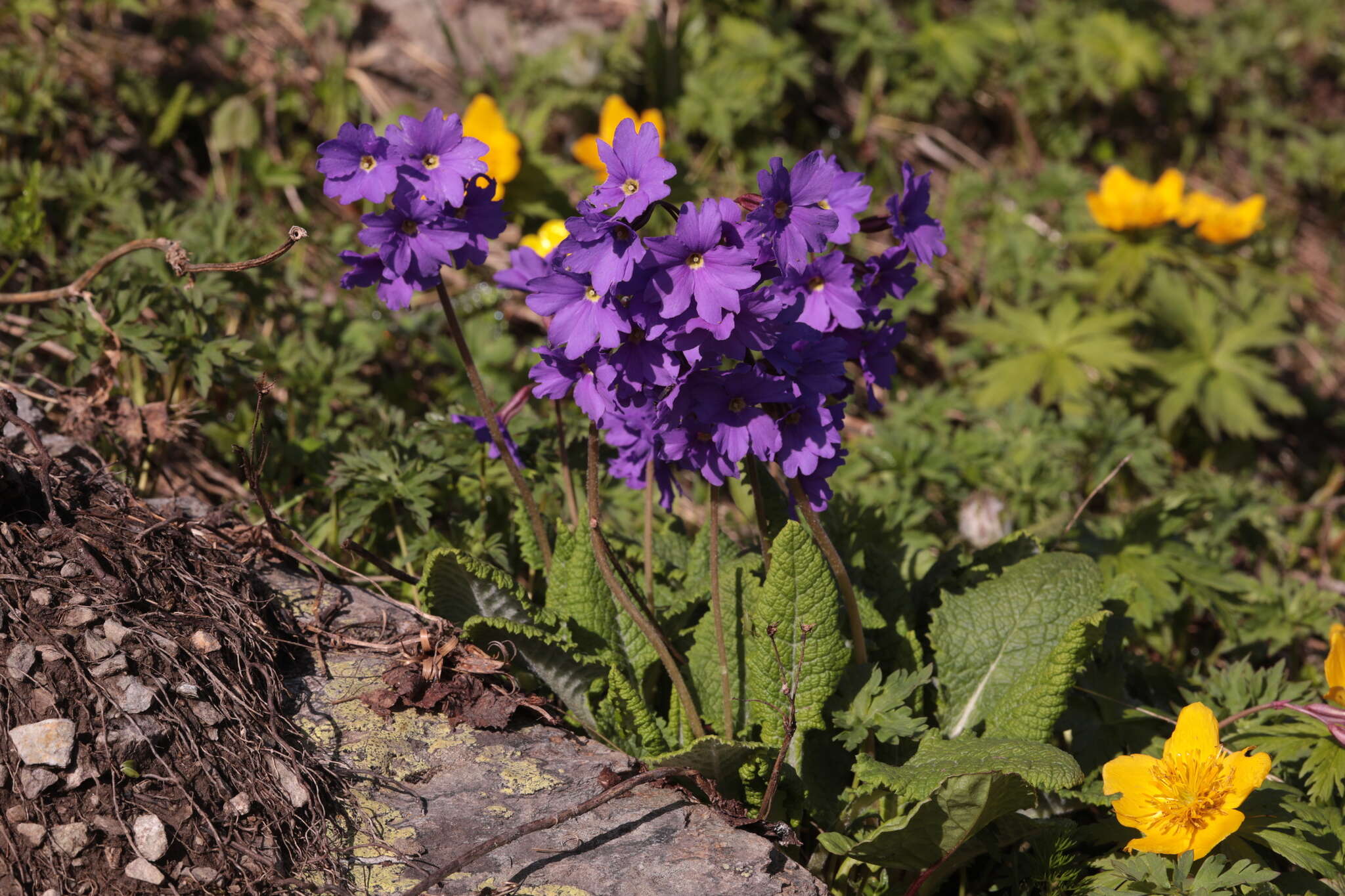 Image of Primula amoena M. Bieb.