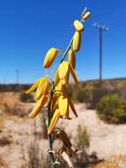 Image de Albuca clanwilliamae-gloria U. Müll.-Doblies