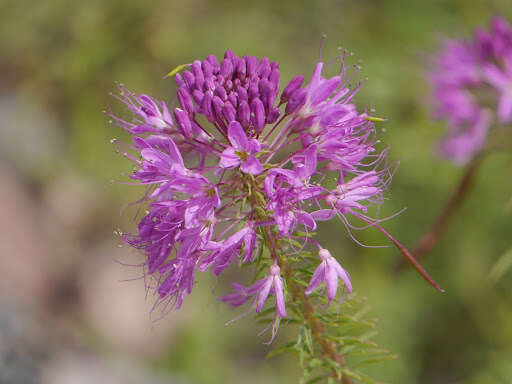 Image of Cleomella serrulata (Pursh) Roalson & J. C. Hall